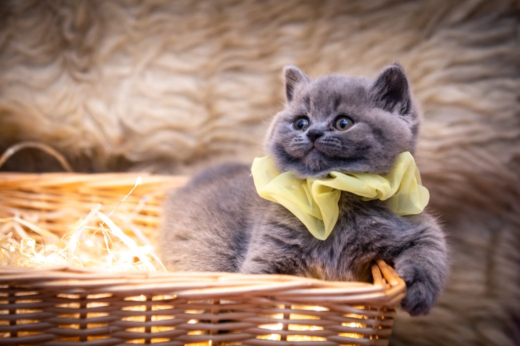 Gray Cat with Yellow Collar 