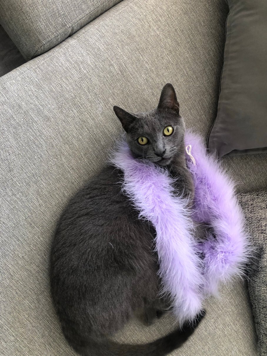 Russian blue cat in purple