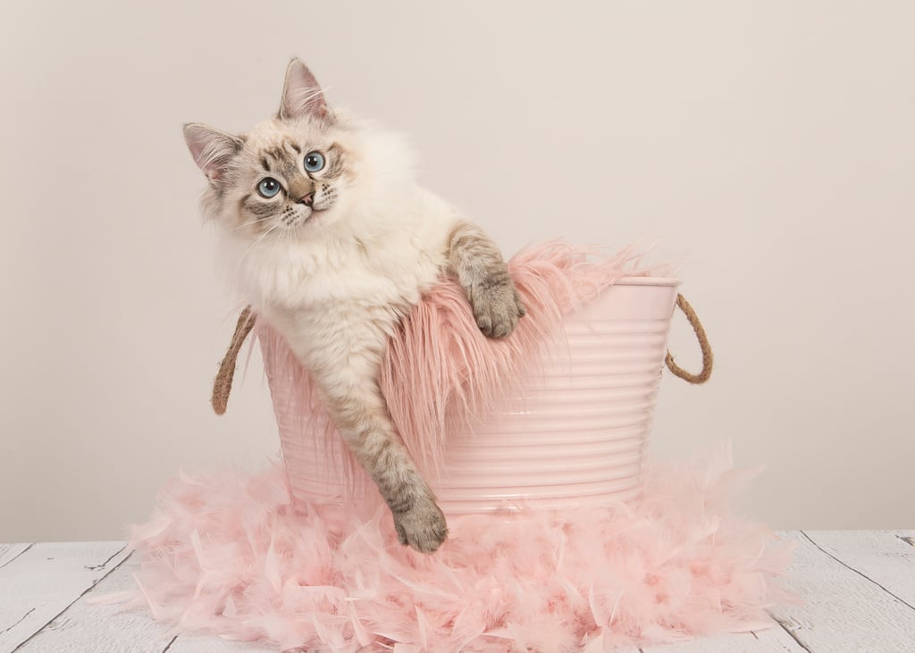 Pretty Ragdoll Cat with Blue Eyes in a Pink Bucket on a Pastel C