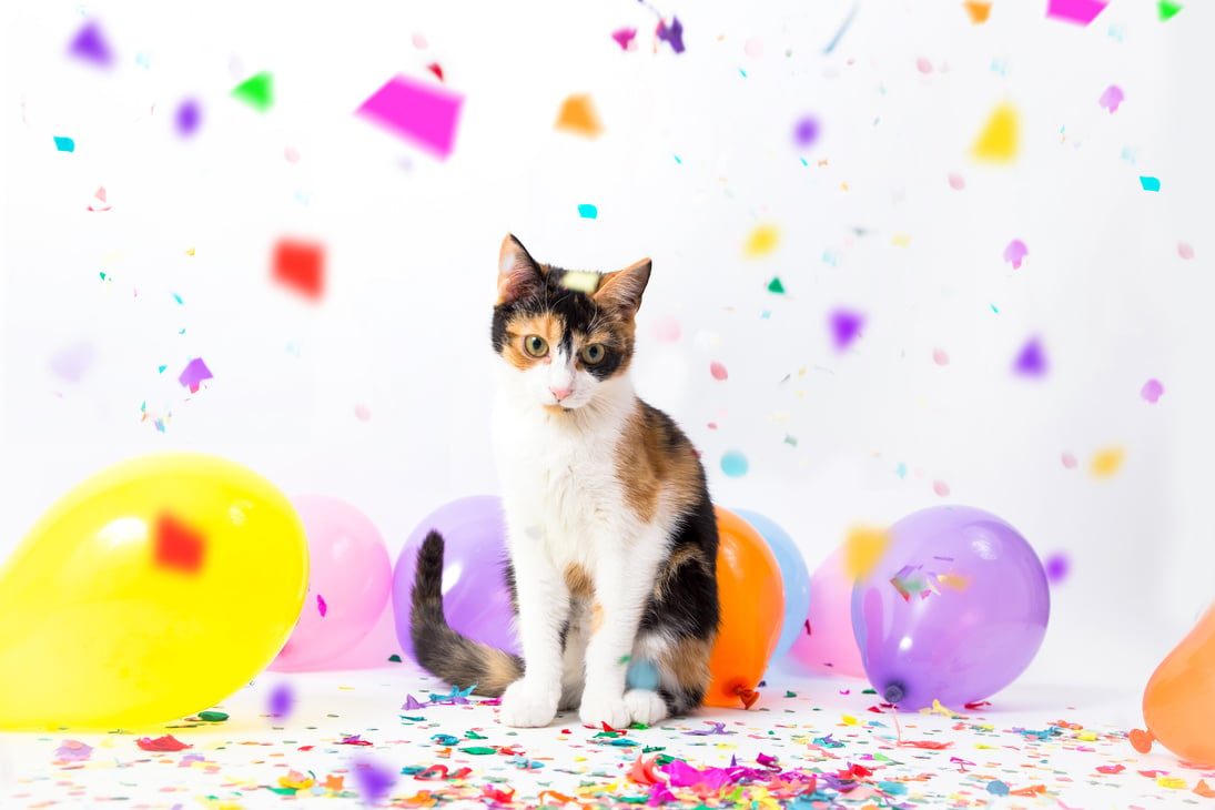 Cats are celebrating a party