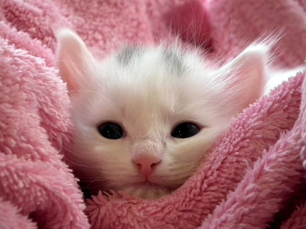 A Cute Kitten