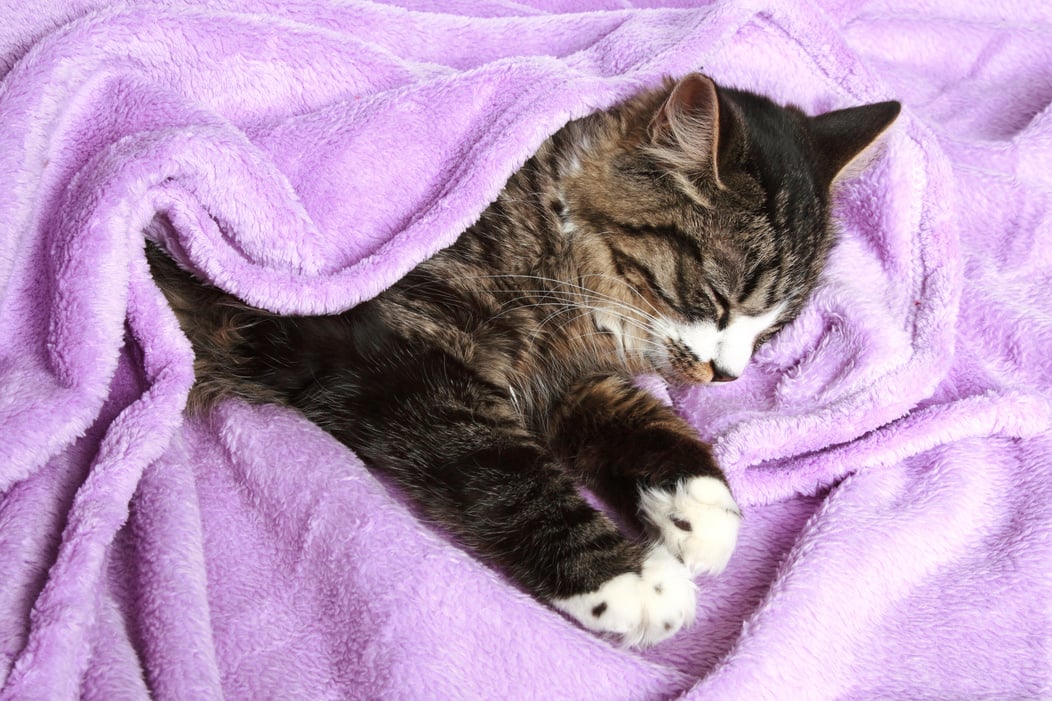 Cat sleeps covered soft blanket