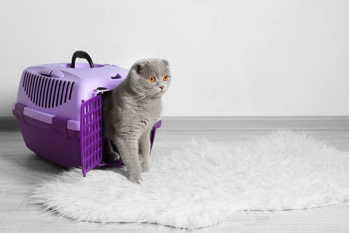 Cat in Plastic Carrier on the Floor