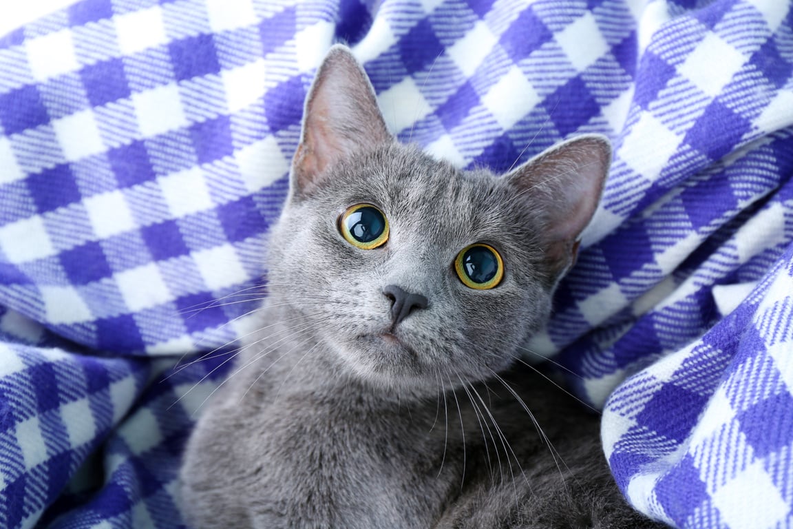 Cat on Purple Blanket Closeup