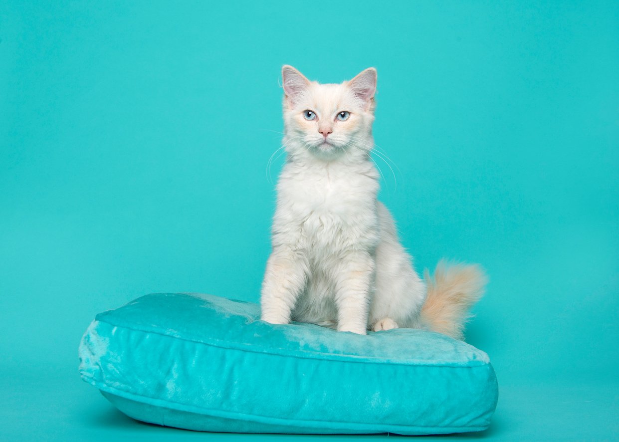 White Cat Sitting on a Turquoise Pillow  