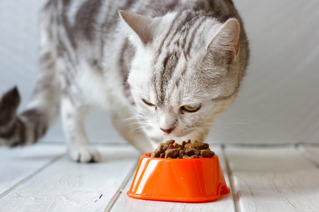 Grey cat eating food from orange cat bowl.